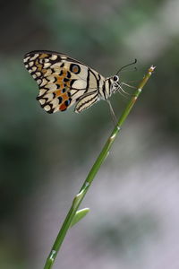 Close-up of butterfly perching on leaf