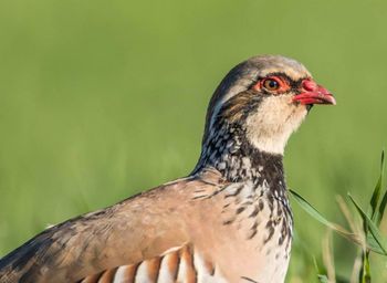 Close-up of a bird looking away