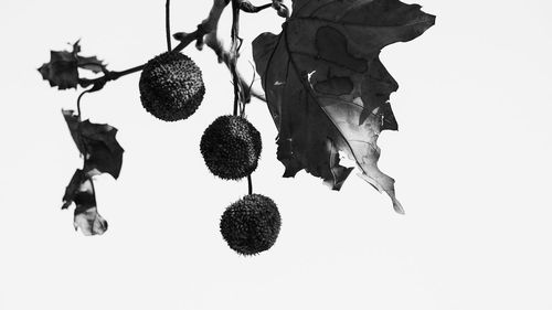 Close-up of fruits against white background