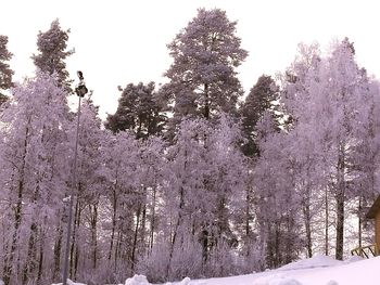 Close-up of trees against sky