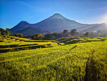 Scenic view of agricultural field against sky