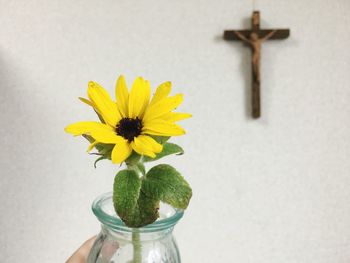 Close-up of yellow flowers in vase