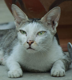 Close-up portrait of cat relaxing at home