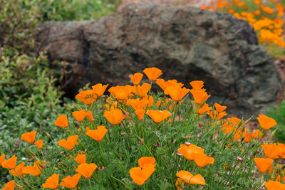 Close-up of orange flowering plant on field