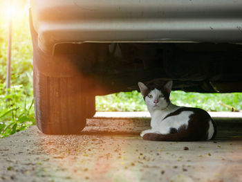 Portrait of cat sitting outdoors