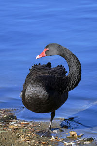 Black swan at lakeshore