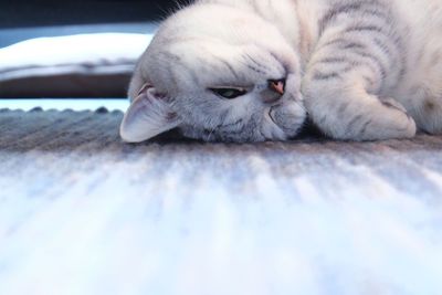 Close-up of cat lying down