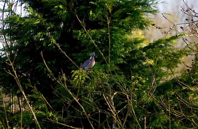 High angle view of gray heron perching on tree