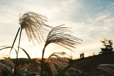 Close-up of plant growing on field