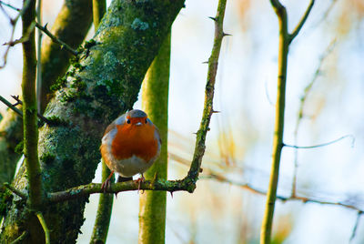 Bird perching on a branch
