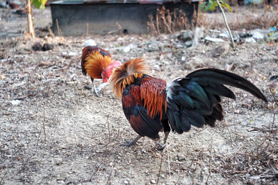 View of rooster on field