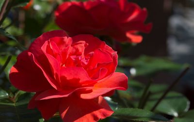 Close-up of red flower blooming outdoors