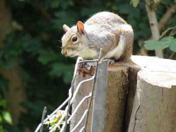 Close-up of squirrel on wooden post