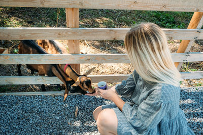 Goats on the farm. brown goats standing in wooden shelter. woman feeds the goats on the farm