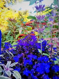 Close-up of purple flowering plants