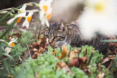 Closeup of house cat in a spring garden among daffodils