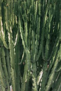 Full frame shot of succulent plant