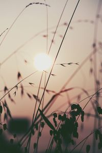 Close-up of plants against sky during sunset