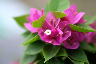 Close-up of pink flowering plant