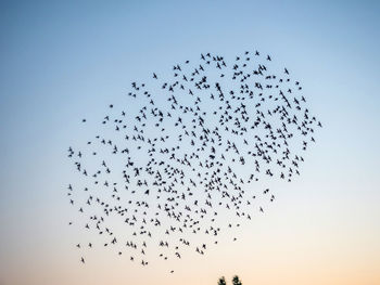 Low angle view of birds flying in sky