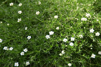 High angle view of white flowering plants on field