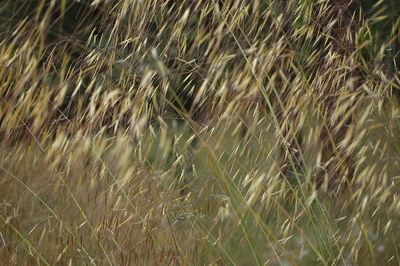 Plant growing on field