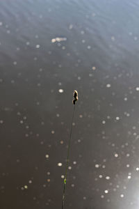 High angle view of insect on wet lake