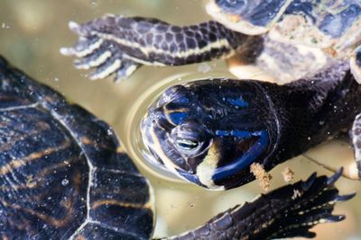 Close-up of turtle in water