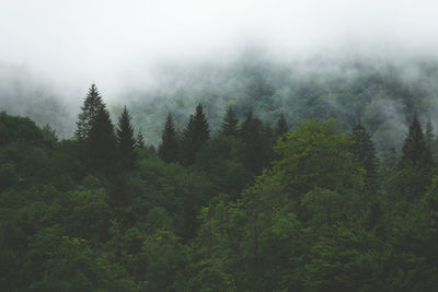 Pine trees in forest