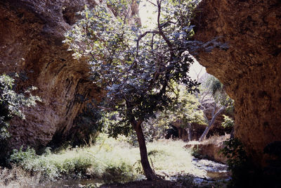 Trees in forest