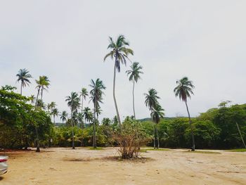 Palm trees on beach against clear sky