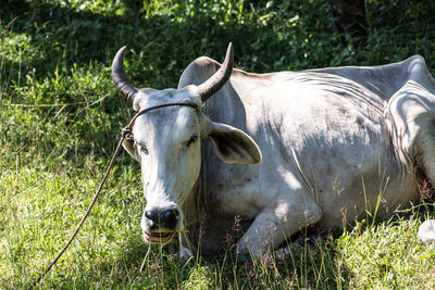 Close-up of a horse