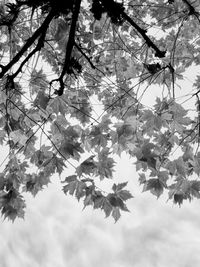 Low angle view of tree against sky