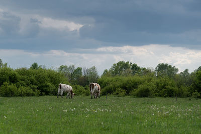 pasture