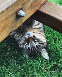 Portrait of a cat on wood