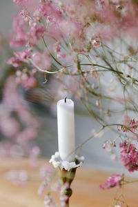 Close-up of white flowering plant