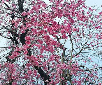 Low angle view of pink flowering tree