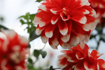 Close-up of red dahlia