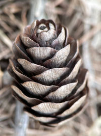 Close-up of pine cone in basket