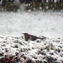 View of an animal on snow covered land