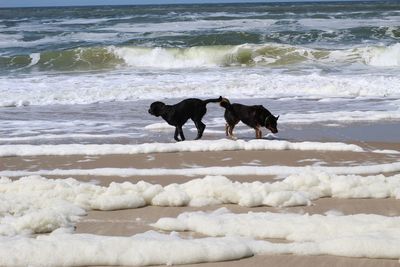 Dog standing on beach