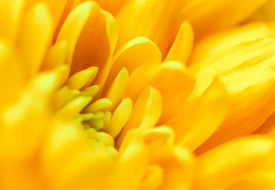 Full frame shot of yellow flower