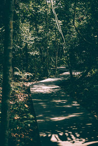 Trees growing in forest