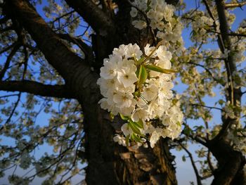 Low angle view of cherry blossom tree