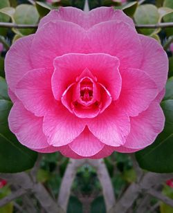 Close-up of pink flower blooming outdoors