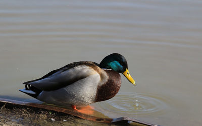 High angle view of mallard duck swimming in lake