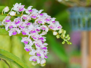 Close-up of purple flowering plant