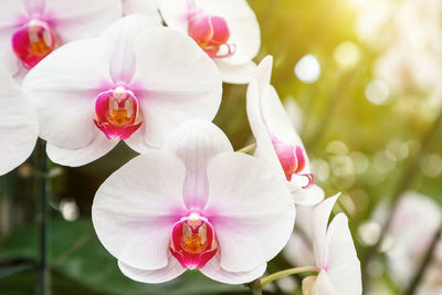 Close-up of pink orchids