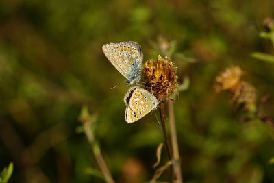 Close-up of butterfly pollinating on flower