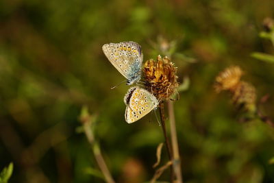 Close-up of butterflies on flower